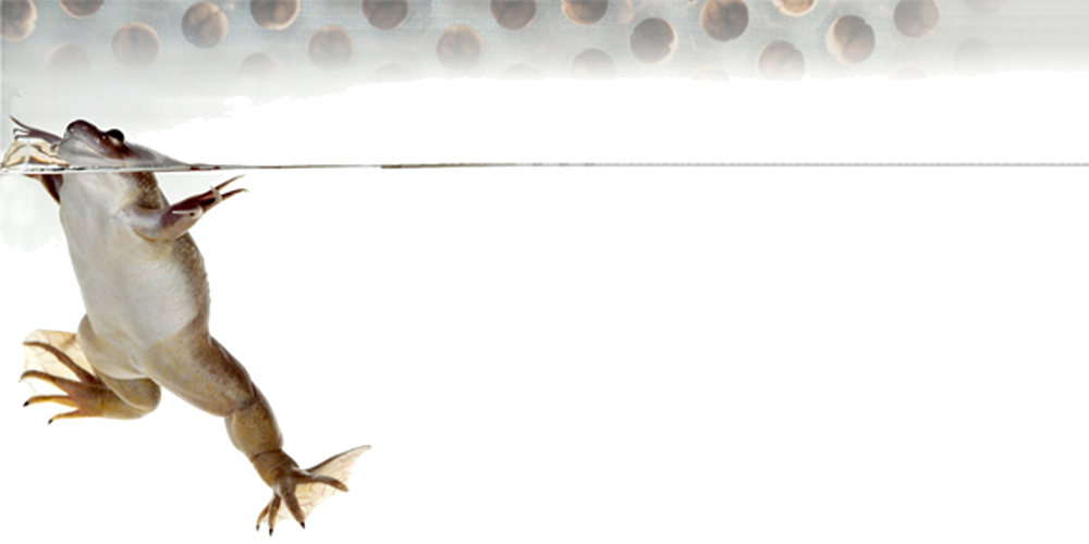 アフリカツメガエル販売|アロワナの餌ならアフリカツメガエル.com
